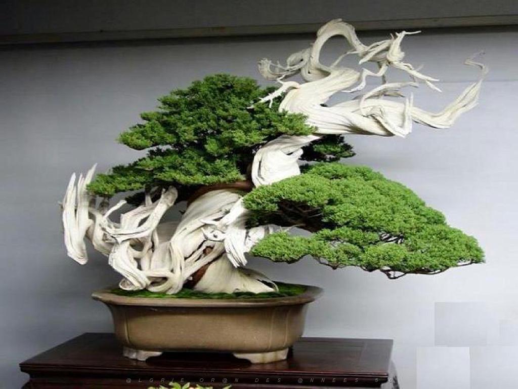 149 BONZAI A MAULEVRIER 2016_000013.jpg